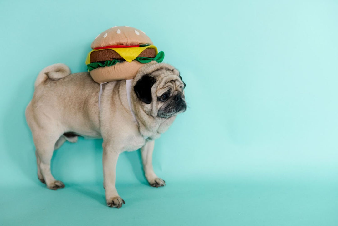 DIY Dog Costume: No-Sew Burger with Felt Glue